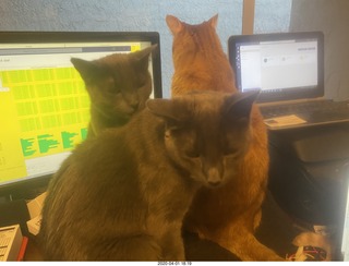 my three cats on my desk