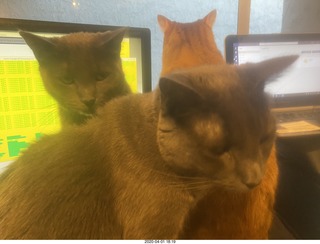 my three cats on my desk