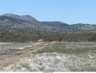 Double Circle airstrip runway + horses