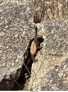 Gila monster on Pinnacle Peak trail