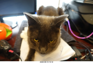 Scottsdale Philharmonic concert with my cat Devin