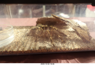 low-cal diet cakes at the snack shop