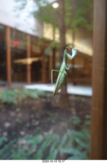 Art Museum in Philadelphia - prayin mantis