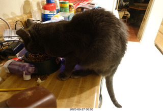 my three cats Max, Devin and Jane