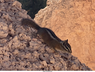 Bryce Canyon - chipmonk