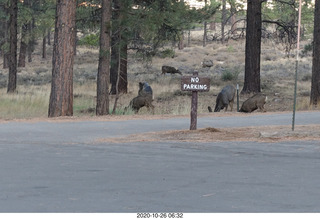 Bryce Canyon - mule deer