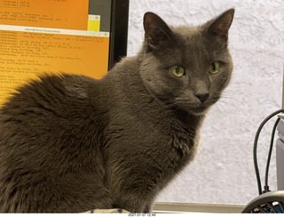 my cat Devin