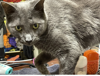 my house - my cats Max, Devin, and Jane