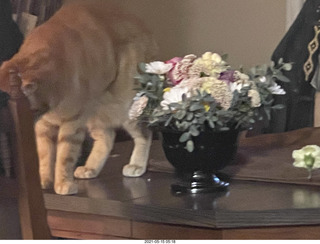 897 a13. Sheppard flower bouquet + my cat Max