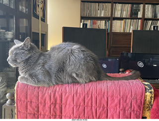 my cat Devin and Quad ELSs