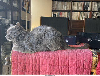 my cat Devin and Quad ELSs