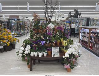 orchids at the supermarket