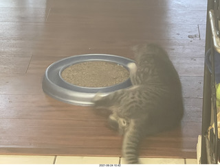 cat Potato and ball toy