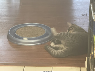 cat Potato and ball toy