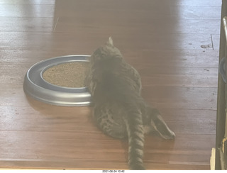 Jay and Julia Billings and cat Potato