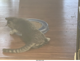 Jay and Julia Billings and cat Potato