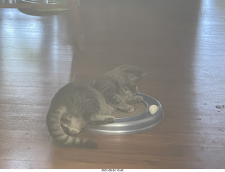 cat Potato and ball toy