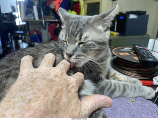 cats Devin and Potato