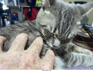 cats Devin and Potato