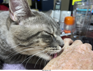 cat Potato licking my hand