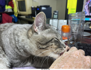cat Potato licking my hand