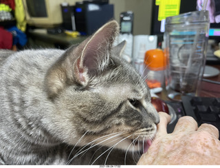 cat Potato and ball toy