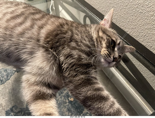 cat Potato on the glass table