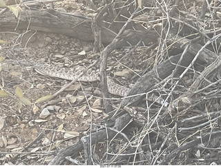 Lost Dog Wash rattlesnake