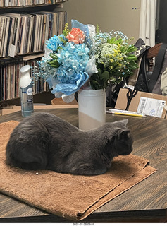 my cat Jane in the window