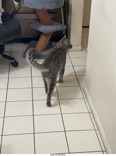 cat Potato and my hand