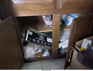cat Potato hiding in my cabinet