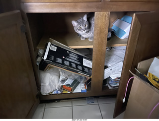 cat Potato hiding in my cabinet