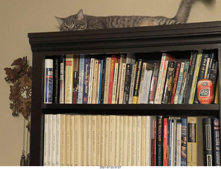 cat Potato atop my bookshelves
