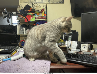 cat Potato on my desk