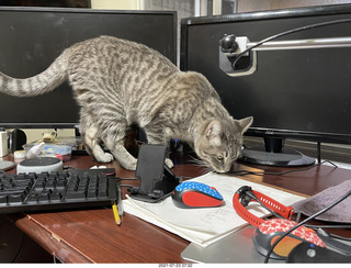 cat Potato on my desk