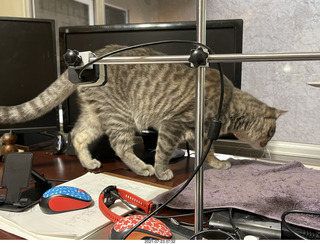 cat Potato hiding in my cabinet