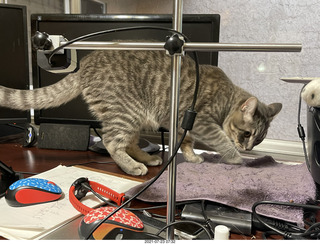 cat Potato atop my bookshelves