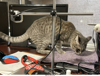 cat Potato on my desk