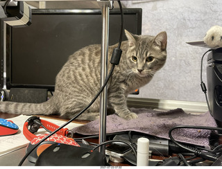 cat Potato atop my bookshelves