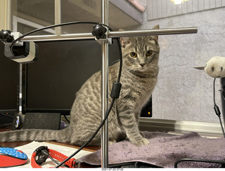 cat Potato atop my bookshelves