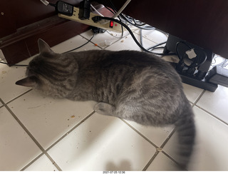 cat Potato on my desk