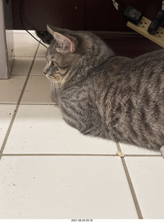 cat Potato on my desk