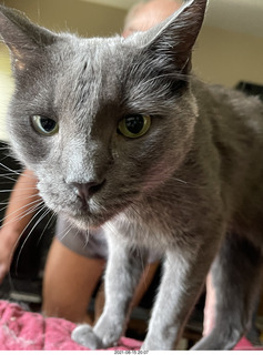my cats Jane and Devin catching a cricket