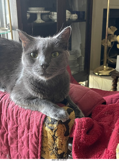 my cats Jane and Devin catching a cricket