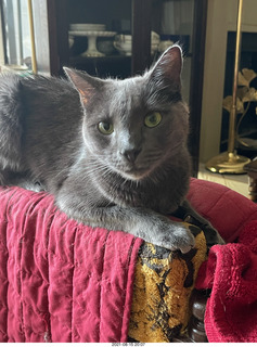 my cats Jane and Devin catching a cricket