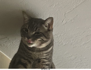 cat Potato atop my bookshelves
