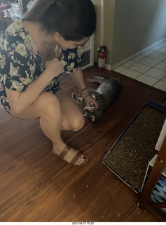 cat Potato atop my bookshelves