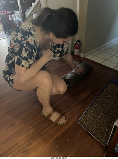 cat Potato atop my bookshelves
