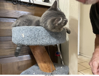 cat Potato