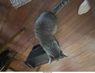 new box with Eagle 2 amplifier with cats Jane, Devin, Potato, and Max